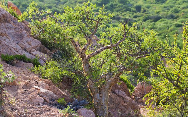 Elephant Tree reference