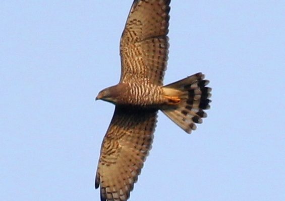 Grey-faced Buzzard reference