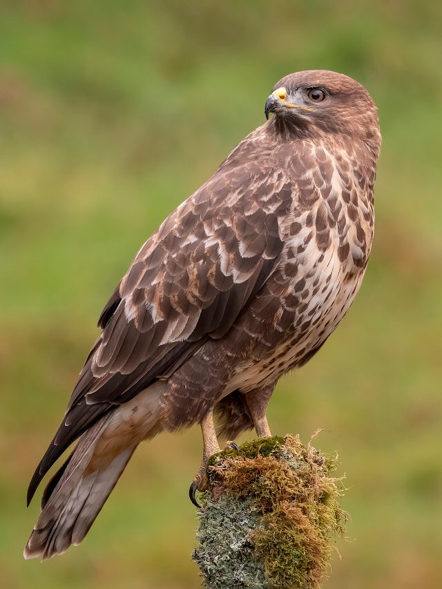 Common Buzzard reference
