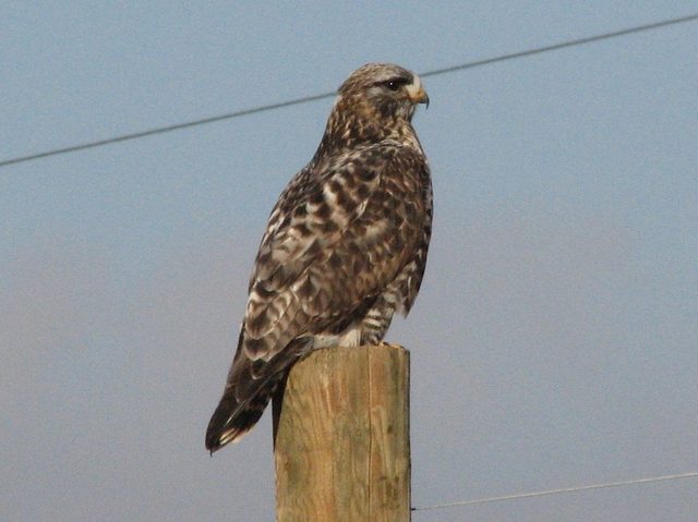 Rough-legged Hawk reference