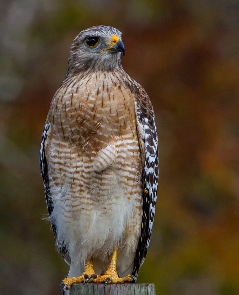 Red-shouldered Hawk reference