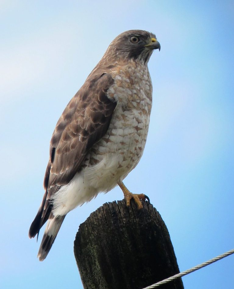 Broad-winged Hawk reference