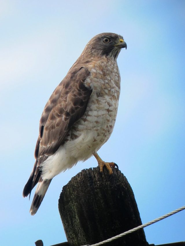 Broad-winged Hawk reference