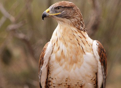 Ferruginous Hawk reference