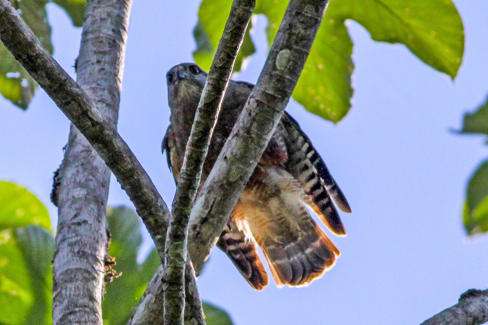 Ridgway's Hawk reference