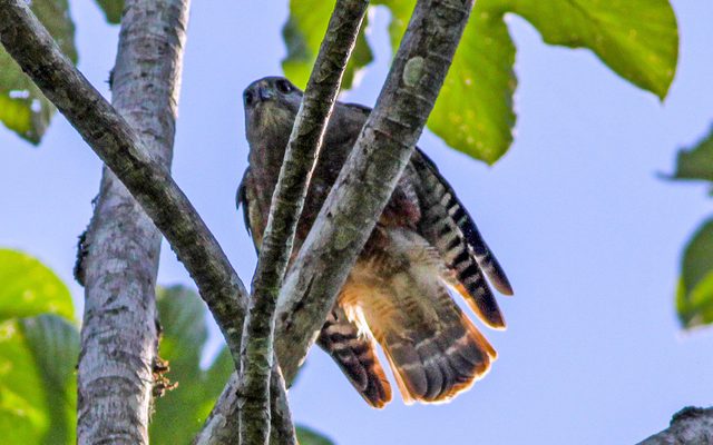 Ridgway's Hawk reference