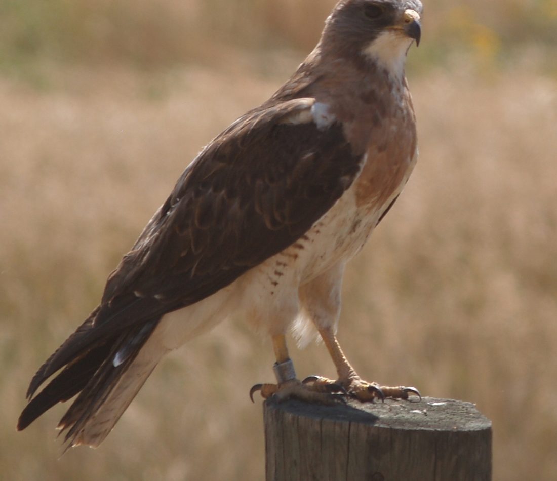 Swainson's Hawk reference