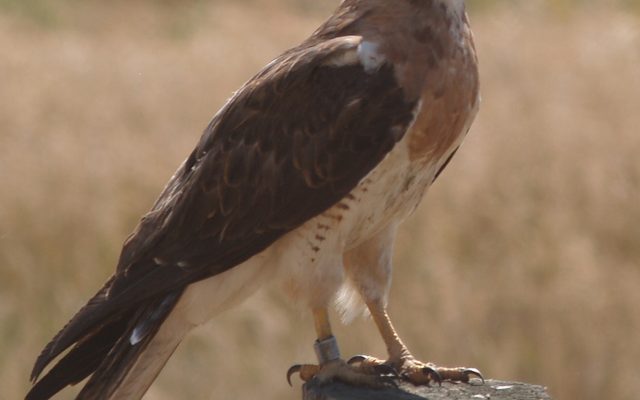 Swainson's Hawk reference