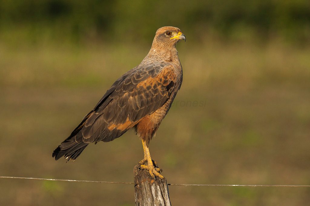 Savanna Hawk reference
