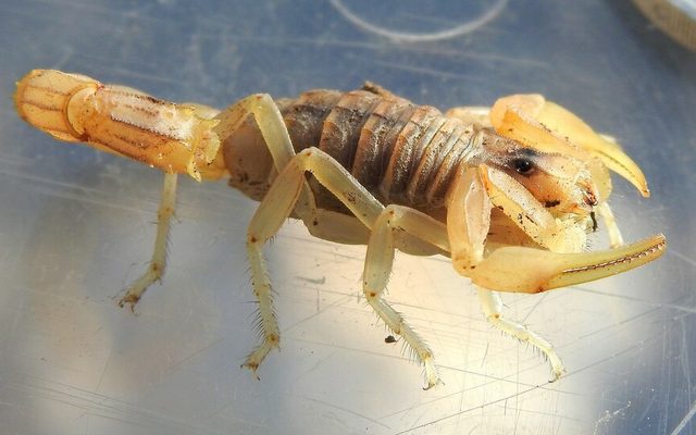 Mediterranean Yellow Scorpion reference