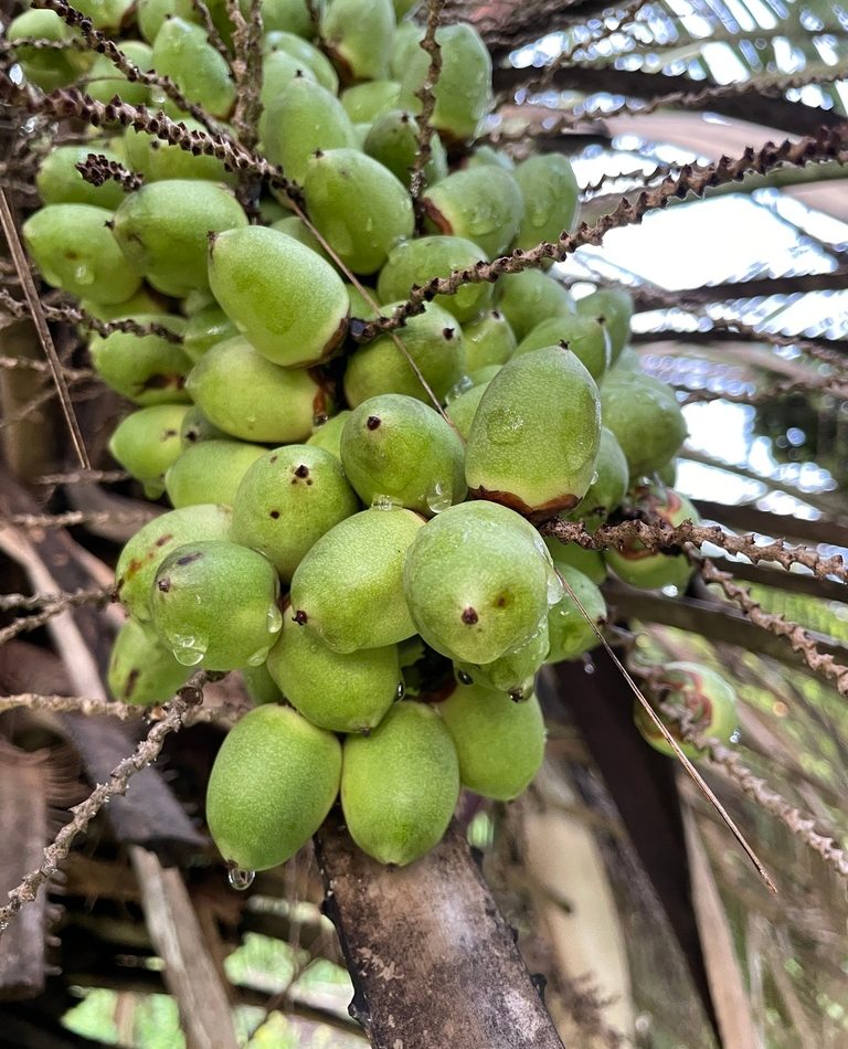 Jelly palm reference