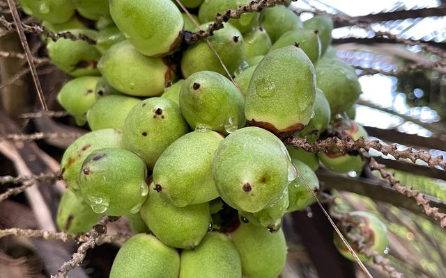 Pindo Palm reference