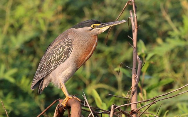 Striated Heron reference