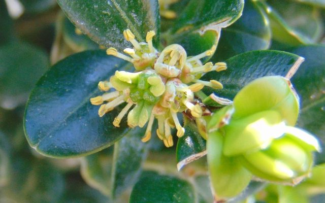 Japanese Boxwood reference