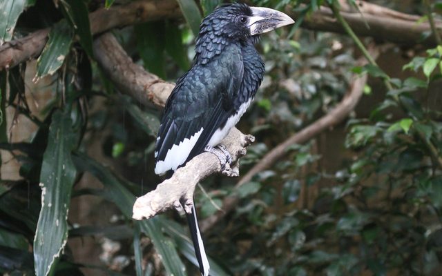 Piping Hornbill reference