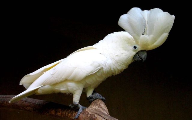 White Cockatoo reference