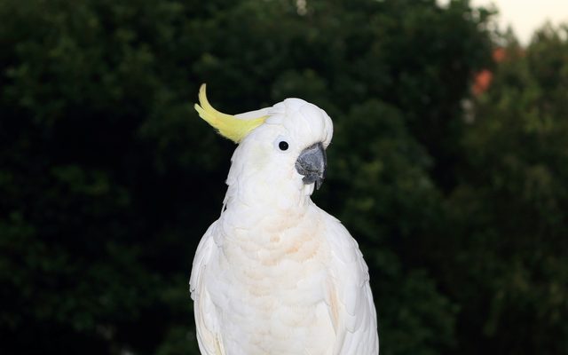 Sulphur-crested Cockatoo reference