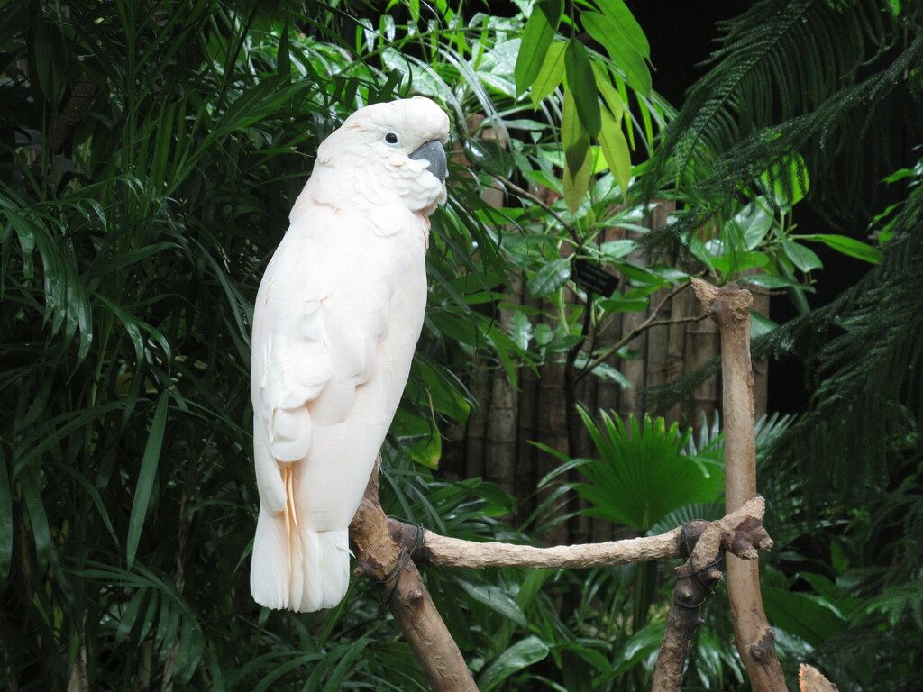 Salmon-crested Cockatoo reference