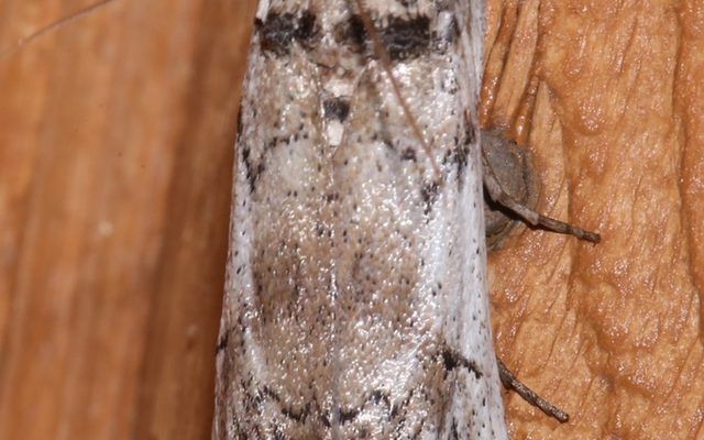 Cactus Moth reference