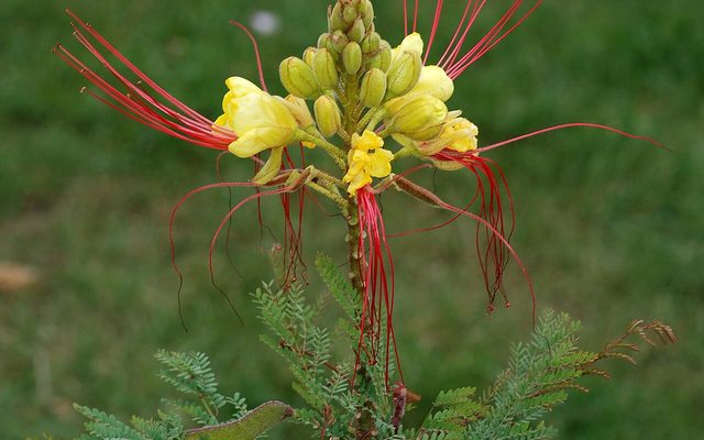 Yellow Bird of Paradise reference