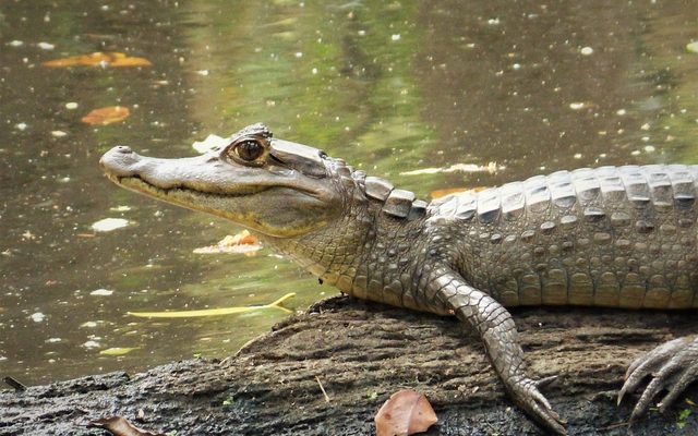 Spectacled Caiman reference