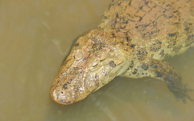 Broad-snouted Caiman reference
