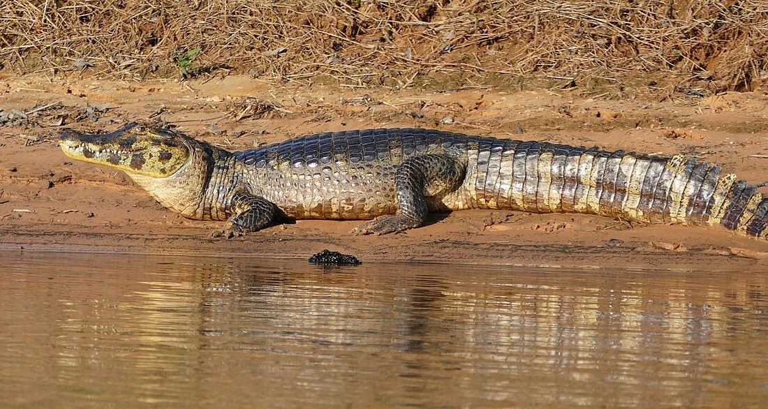 Yacare Caiman reference