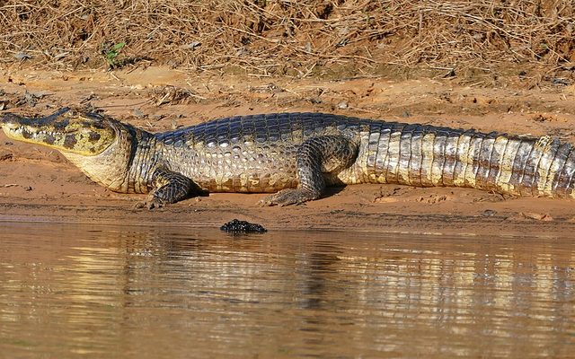 Yacare Caiman reference