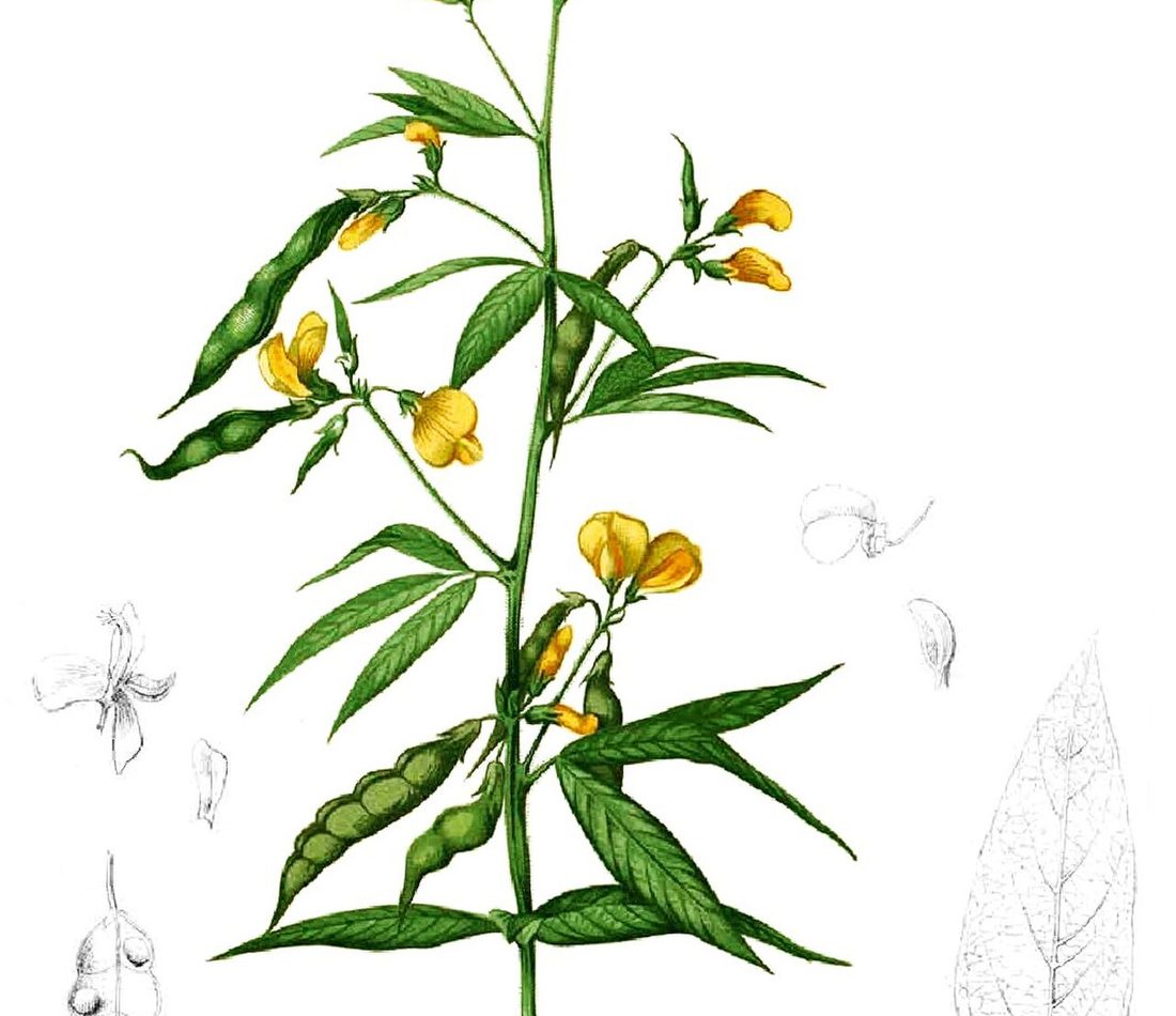 Pigeon Pea reference