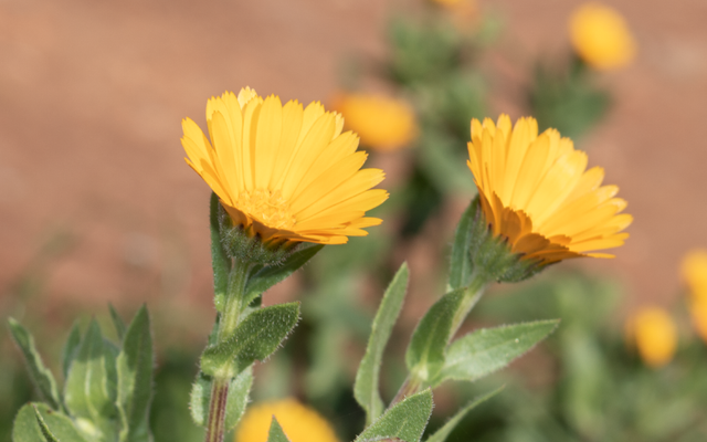 Field Marigold reference