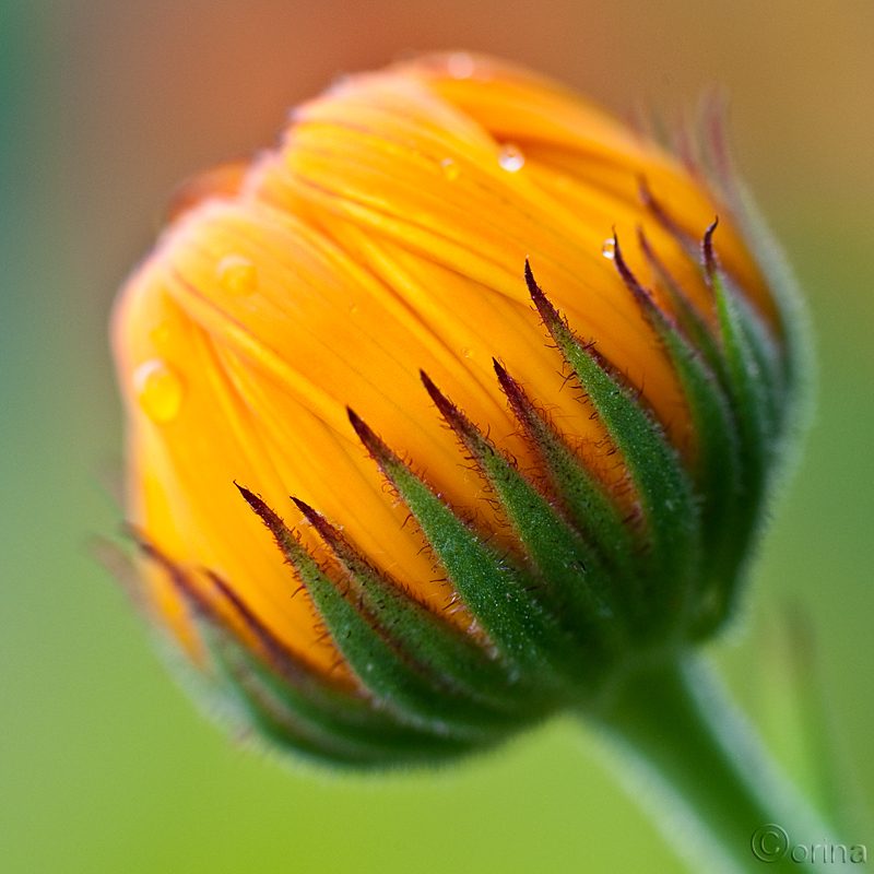 pot marigold reference