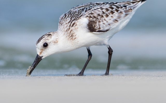 Sanderling reference