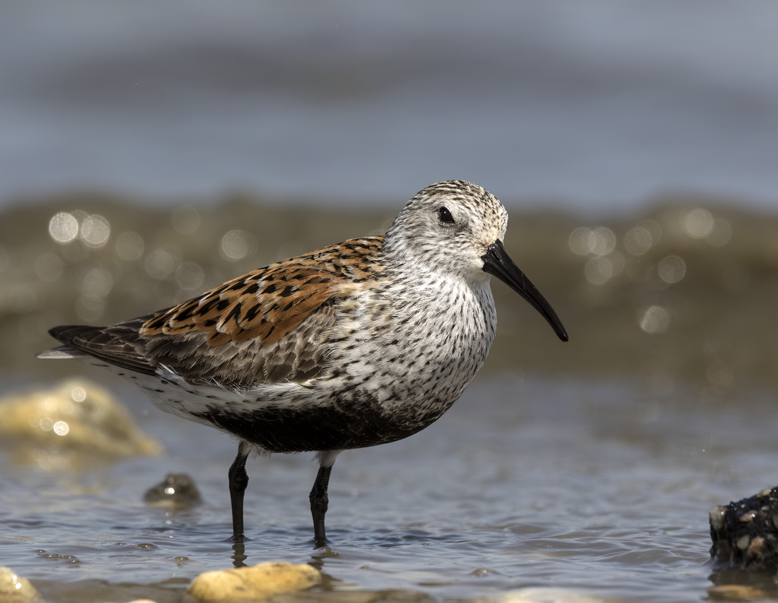 Dunlin reference