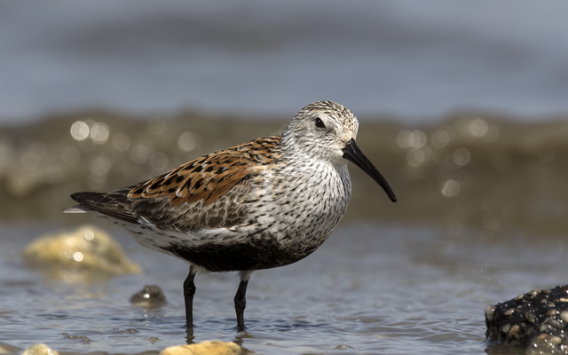 Dunlin reference
