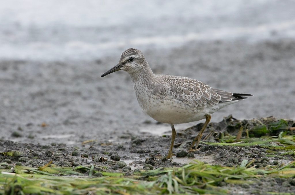 Red Knot reference