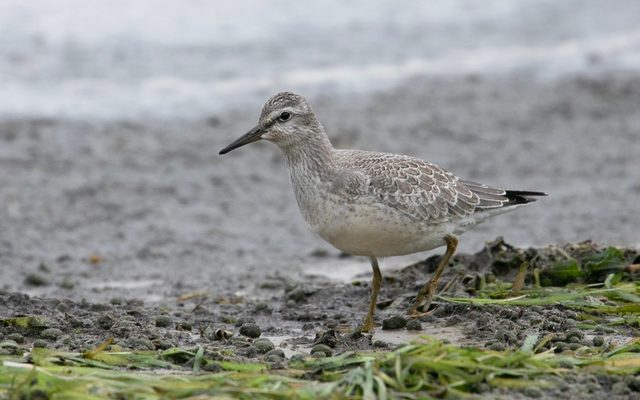 Red Knot reference