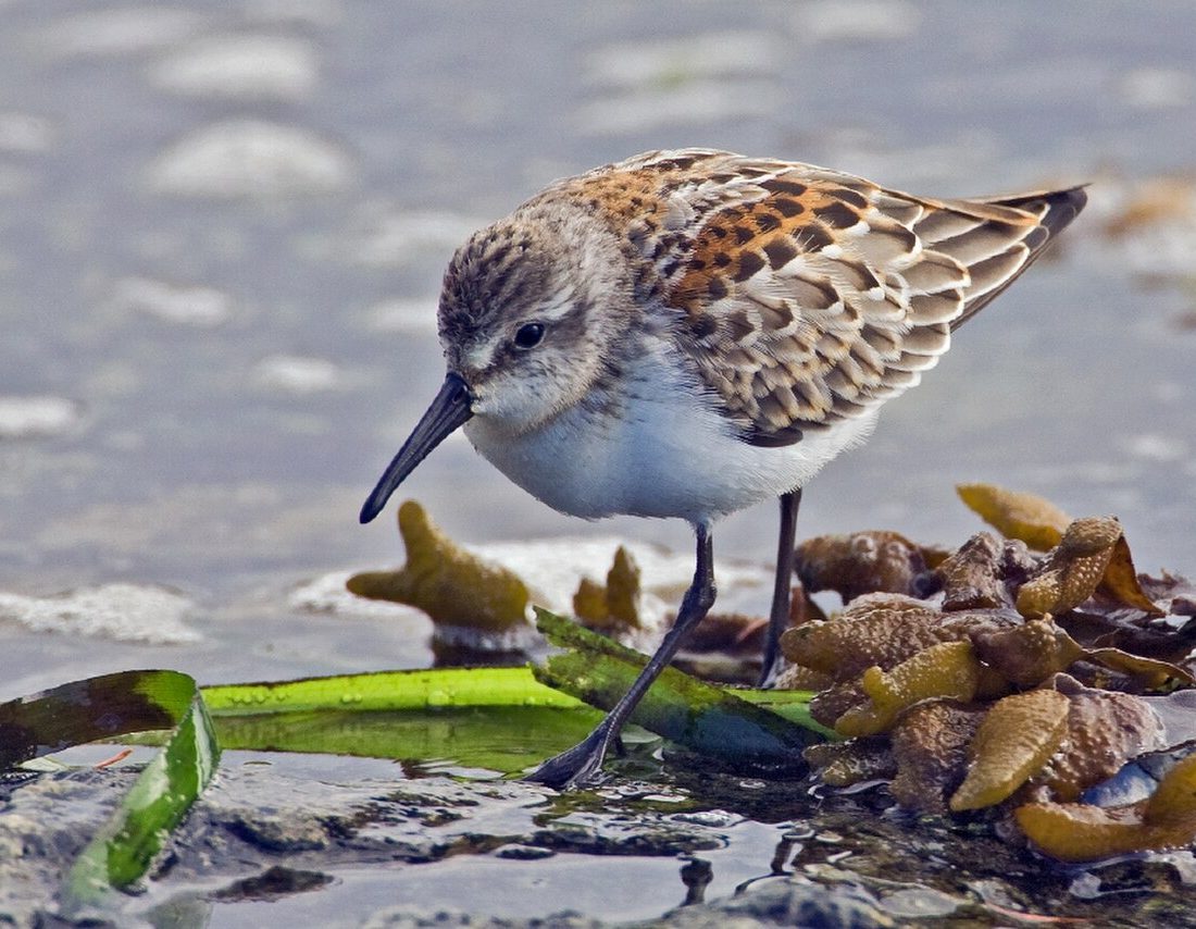Western Sandpiper reference