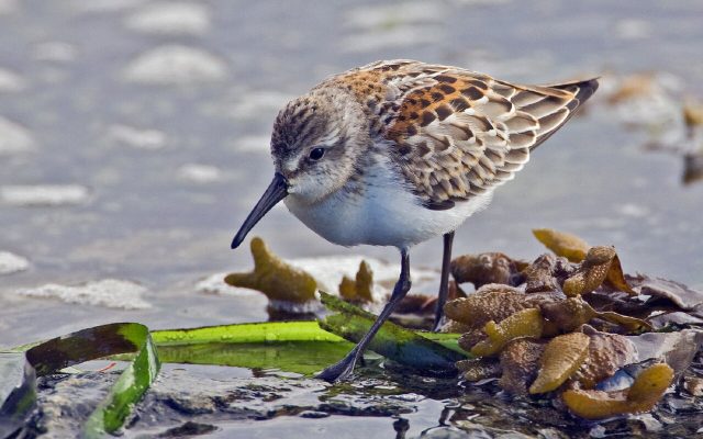 Western Sandpiper reference