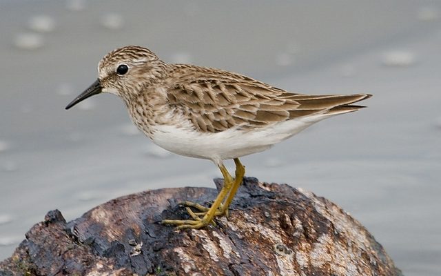 Least Sandpiper reference