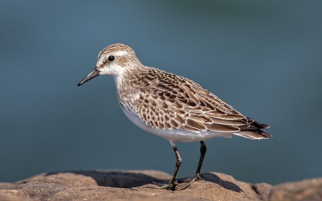 Semipalmated Sandpiper reference