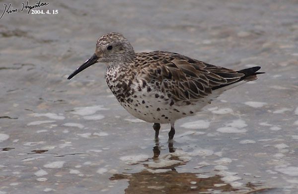 Great Knot reference