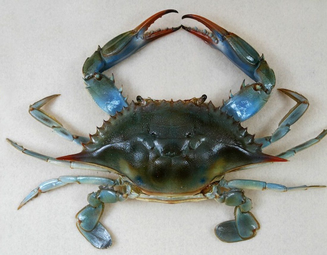 Blue Crab reference