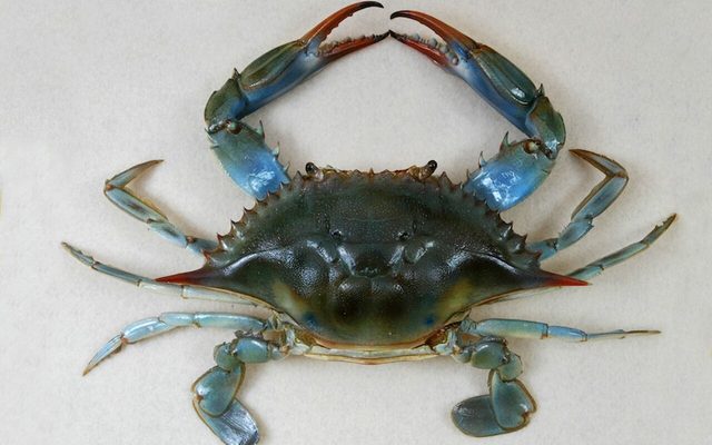 Blue Crab reference