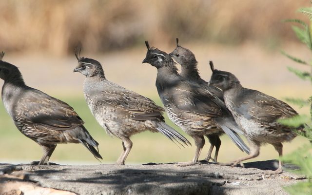 California Quail reference