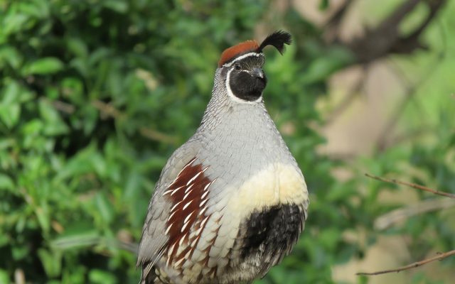 Gambel's Quail reference
