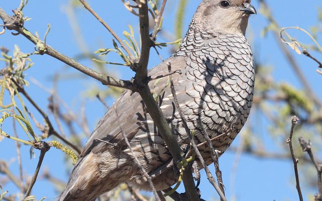 Scaled Quail reference