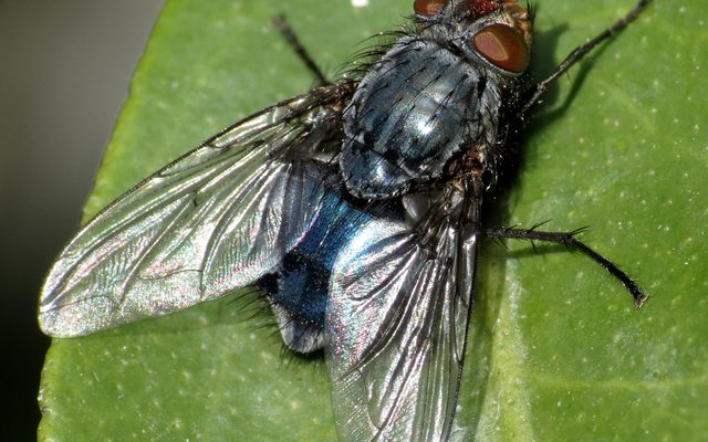 Blue Bottle Fly reference