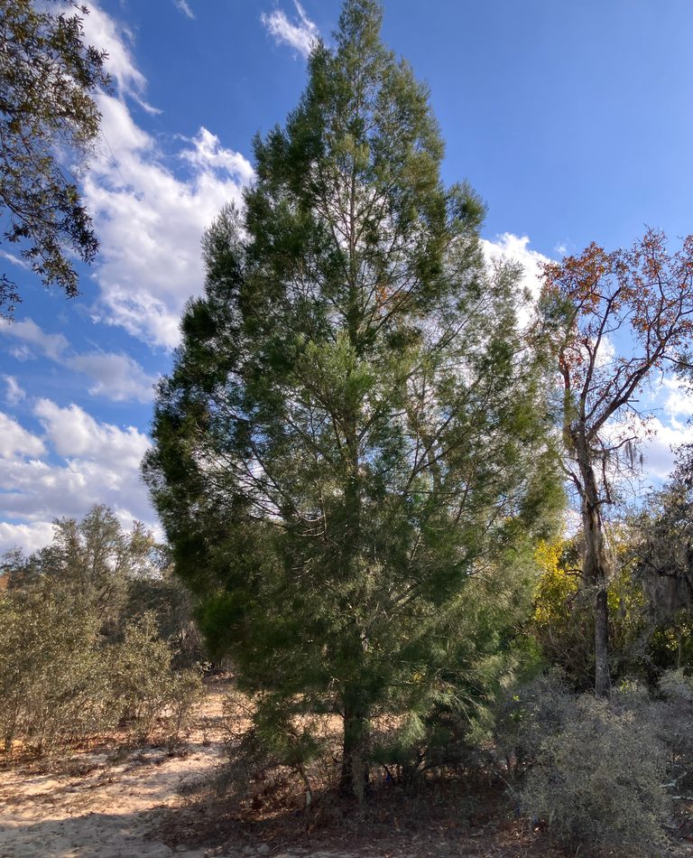 White Cypress-pine reference