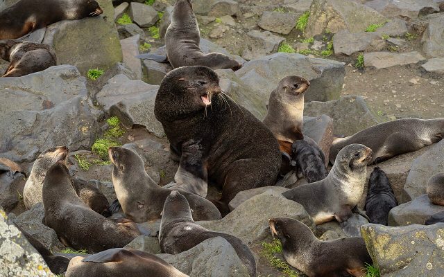 Northern Fur Seal reference