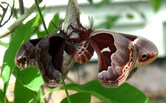 Promethea Silkmoth reference